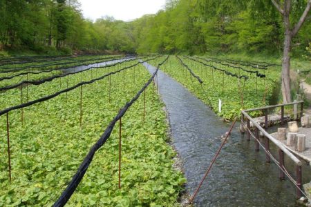 Champ de wasabi