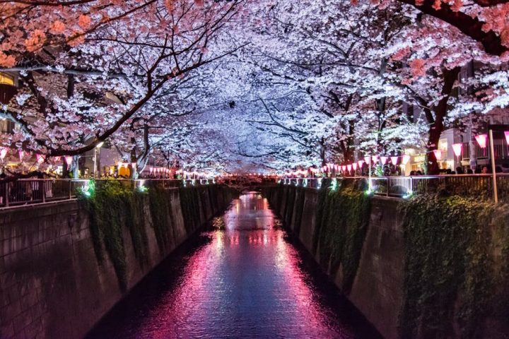 Fleurs de Cerisiers – Sakura
